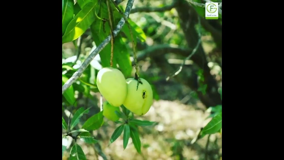 Unwind with A Stress-Free Life At Your Own Farm – A Journey Towards Greener Life Unwind with A Stress-Free Life At Your Own Farm - A Journey Towards Greener Life