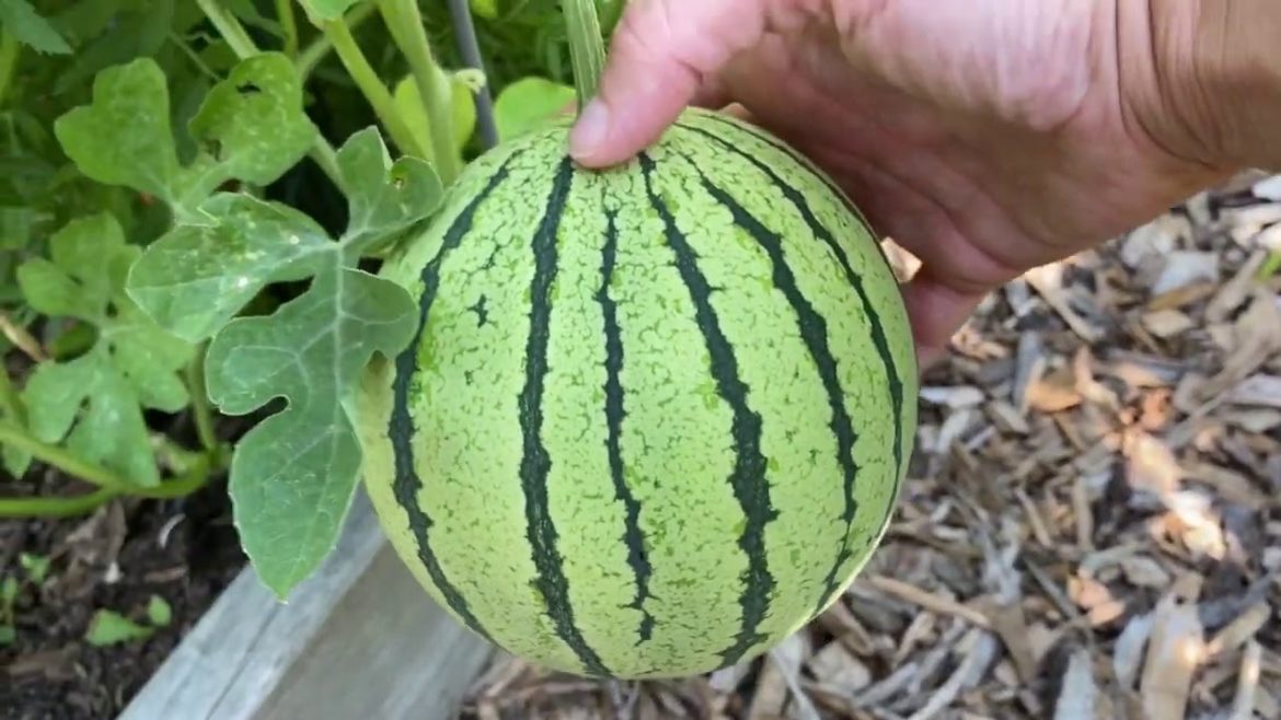 Front Yard Garden Tour - It’s Harvest Season! - Vlog #9