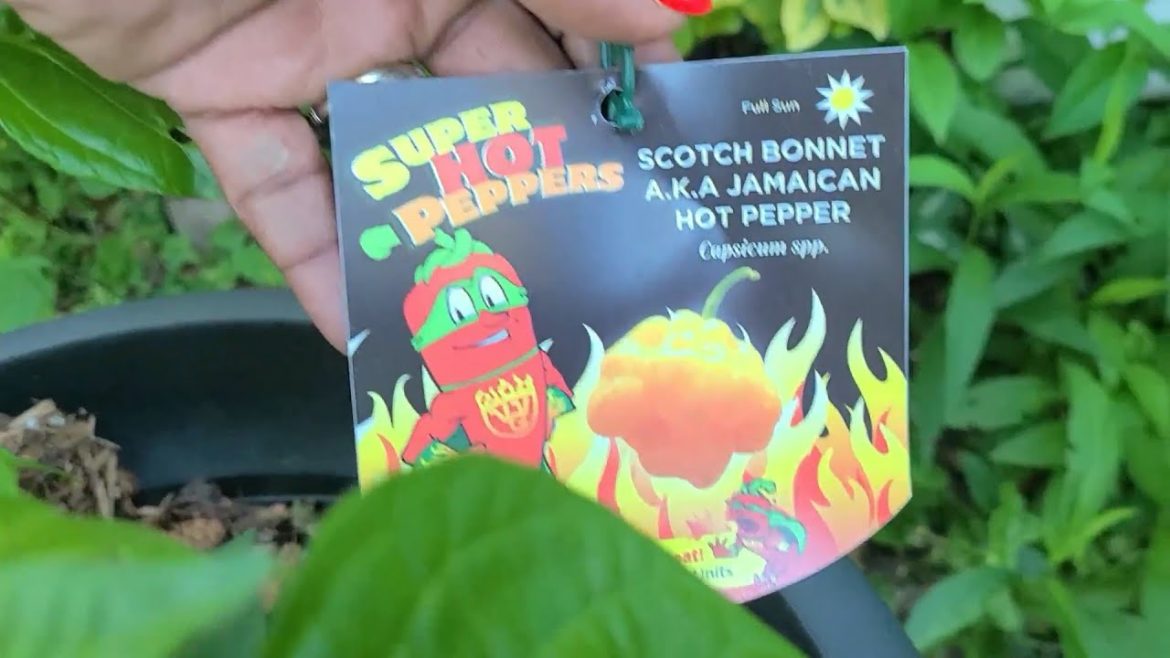 A Unique Container Garden of Caribbean Herbs and Spices in Canada