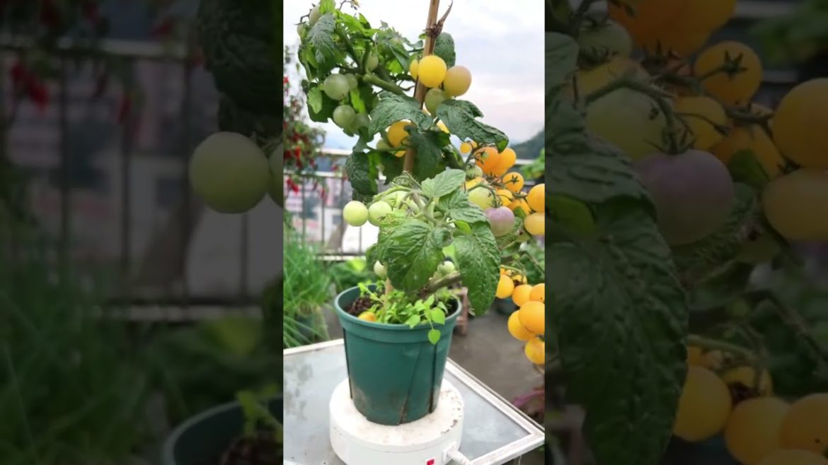 Tomato growing on rooftop garden