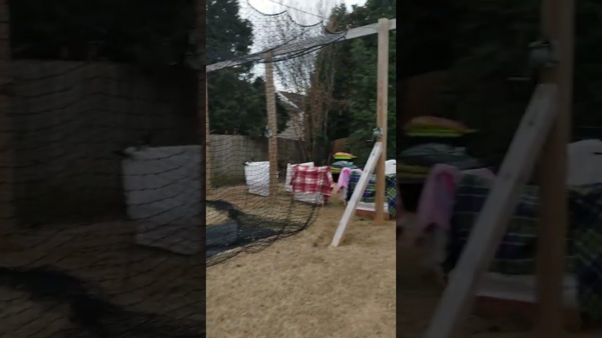 Winter Gardening with Christmas Lights Zone 7b #Shorts