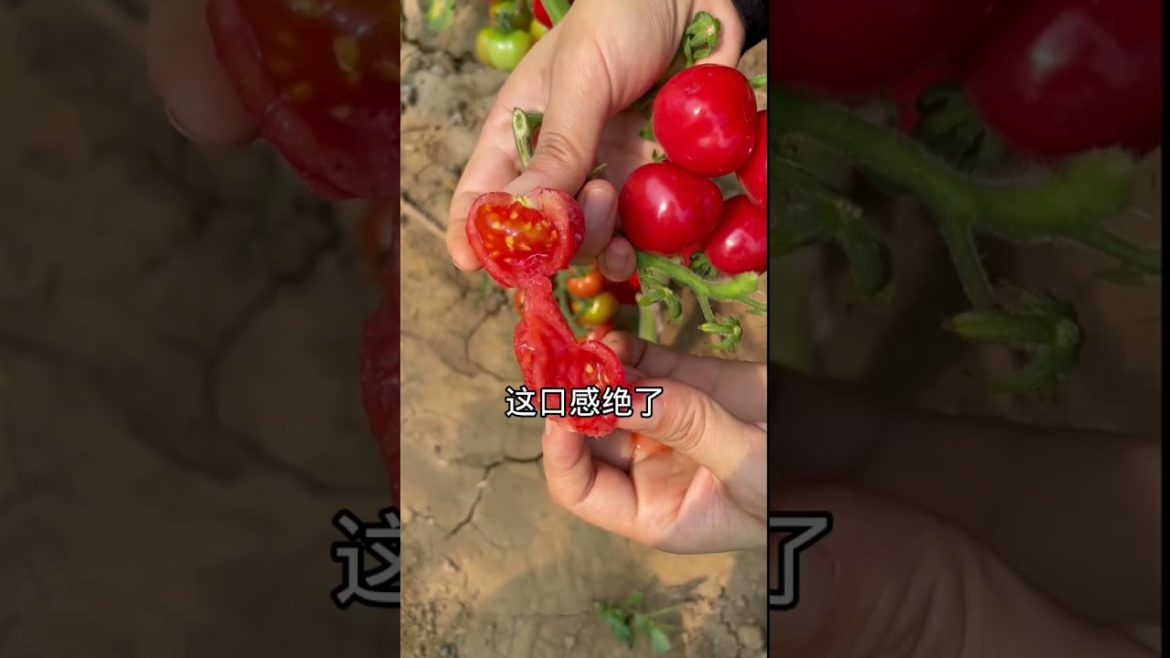 how to growth vegetable /gardening ideas for home