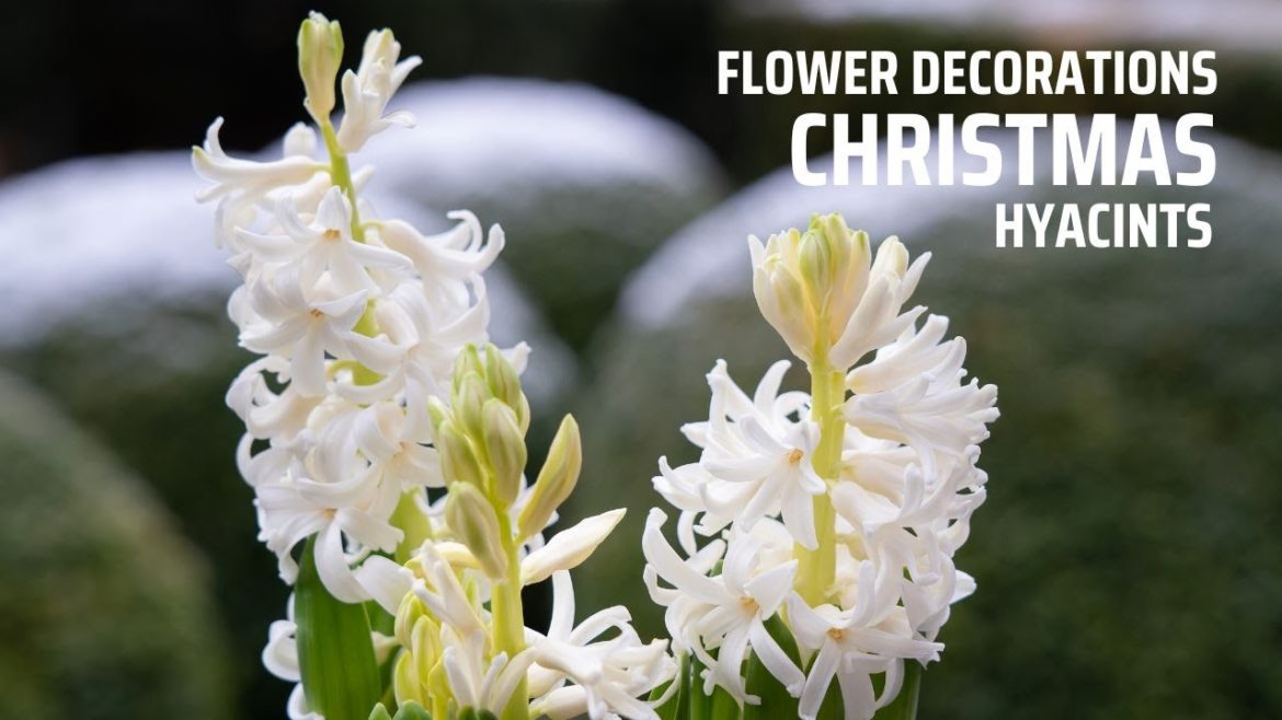Christmas flower decorations – Ep2 Hyacints Christmas flower decorations - Ep2 Hyacints