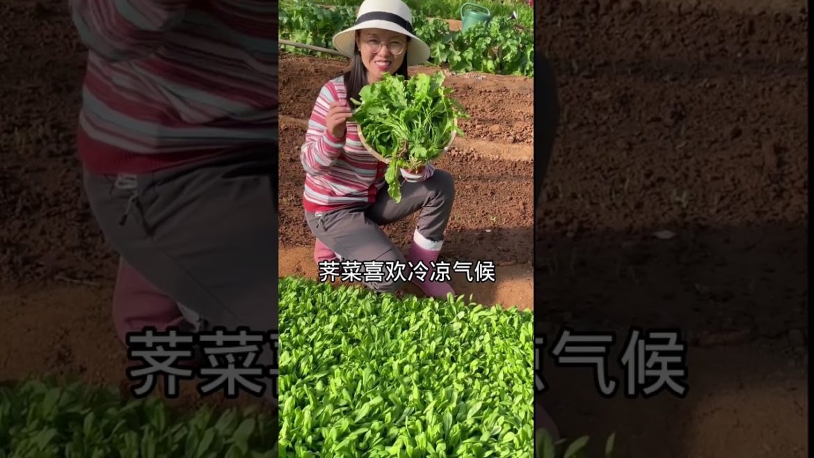 how to growth vegetable /gardening ideas for home