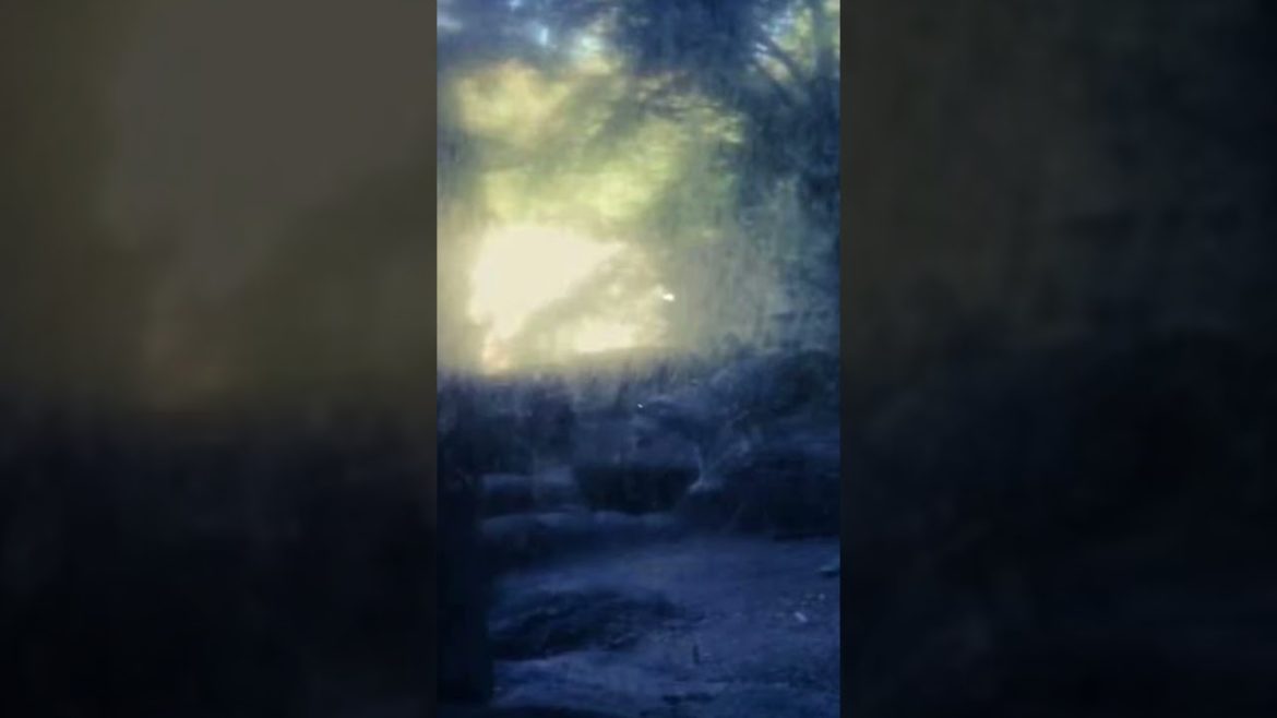 #tiger #shortvideo #landscapedesignideas #backyardideas #trending #treeoflife #sustainable #living