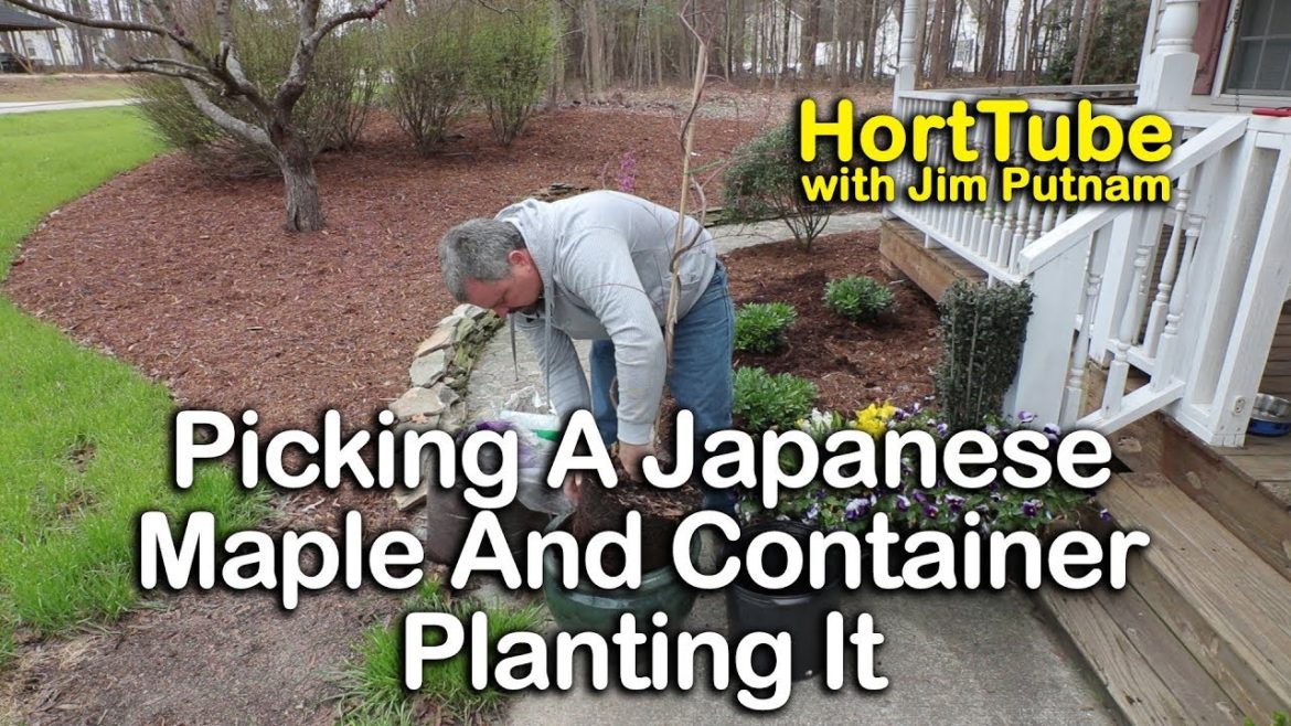 Picking A Japanese Maple And Container Planting It Picking A Japanese Maple And Container Planting It