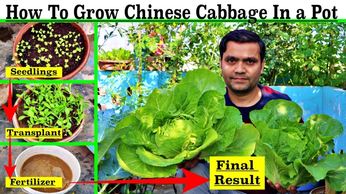 Best & Easy Method To Grow Cabbage (Chinese Cabbage š„¬) at HomeāŖSeeds To Harvest Full Information Best & Easy Method To Grow Cabbage (Chinese Cabbage š„¬) at HomeāŖSeeds To Harvest Full Information