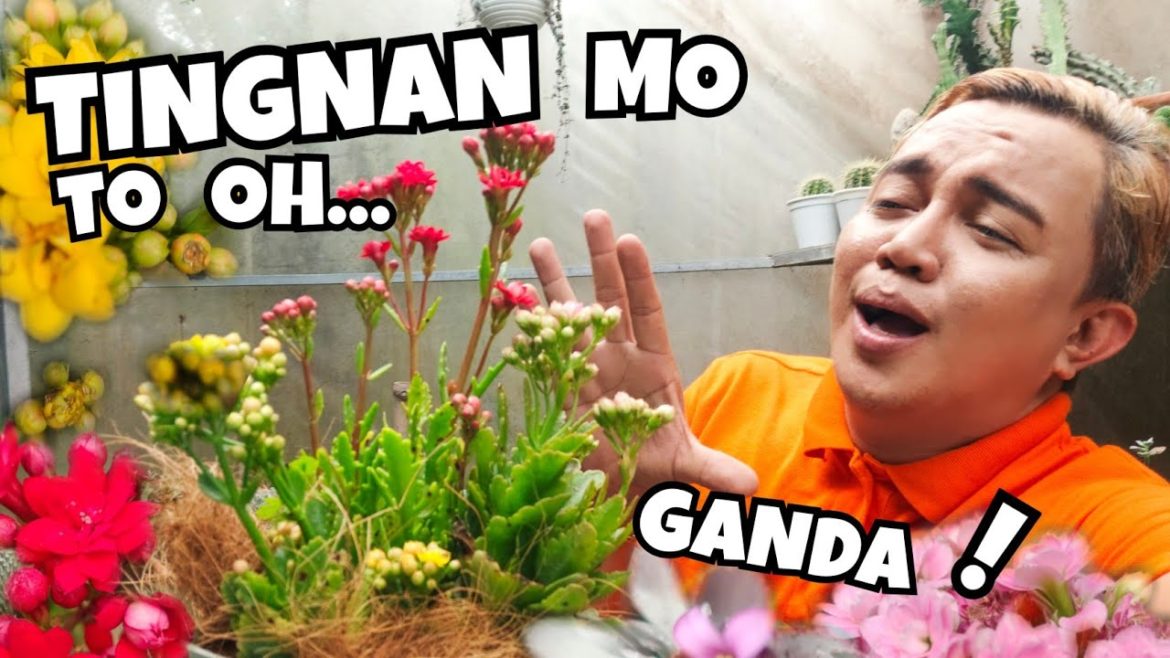 KALANCHOE BLOSSFELDIANA & KALANCHOE PUMILA | PLANT CARE TIPS IN LOWLAND