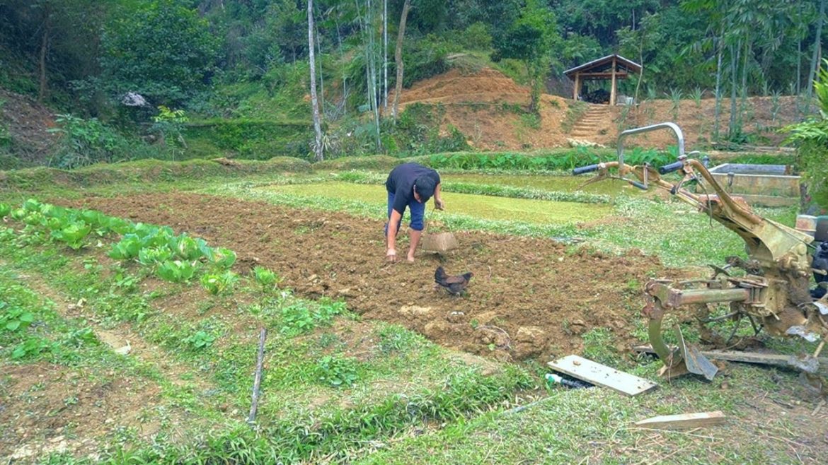 Harvest purple sweet potatoes in the garden, Expand the area of wet rice cultivation Harvest purple sweet potatoes in the garden, Expand the area of wet rice cultivation