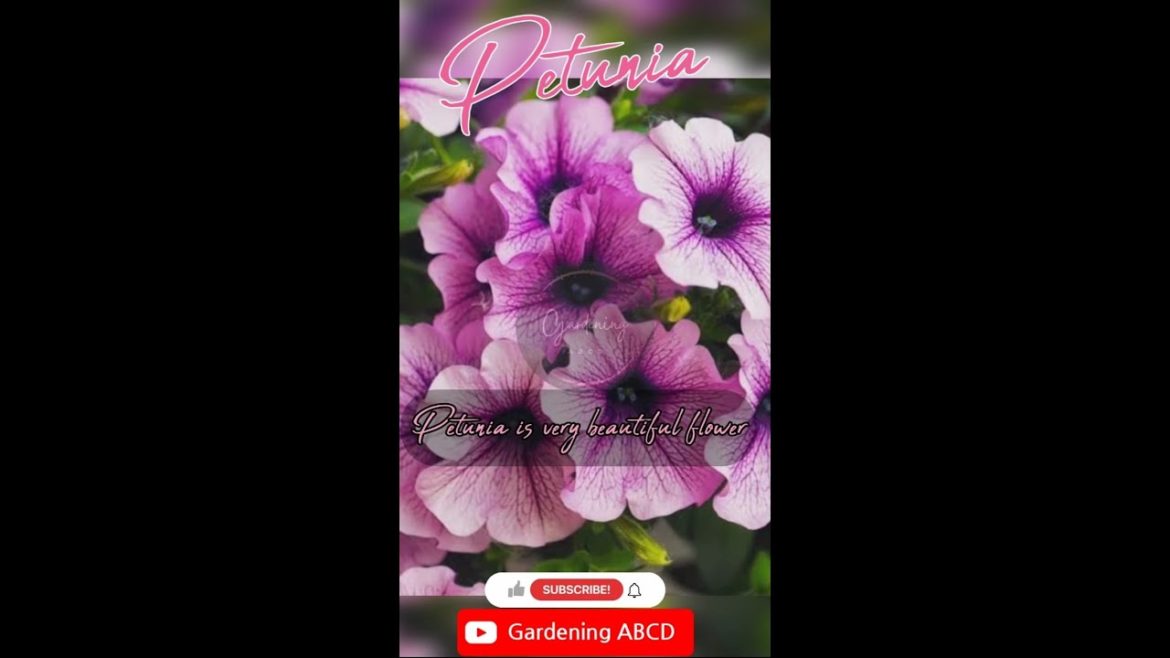 Petunia plant care/ Petunia plant /Petunia flower/ Petunia propagation #petunia @gardeningabcd