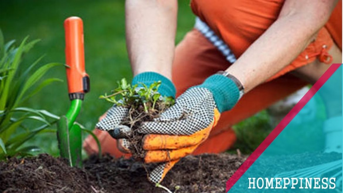EASY GARDENING TIPS FOR BEGINNERS | Top 10 Plants For Minimalist Gardens EASY GARDENING TIPS FOR BEGINNERS | Top 10 Plants For Minimalist Gardens