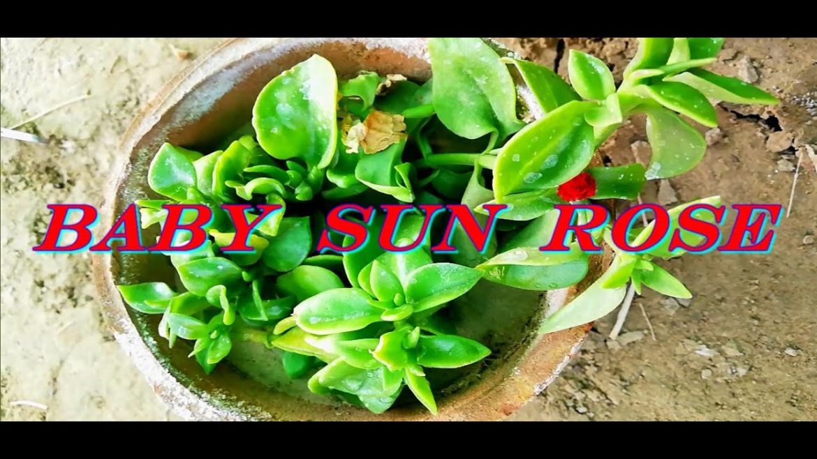 My Small Beautiful Home Garden Baby Sun Rose In My Backyard #shorts #garden #babysunrose