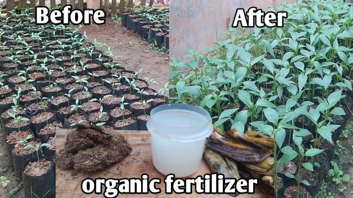 Ways to Speed Up Pepper Growth & Fruiting with organic fertilizers Ways to Speed Up Pepper Growth & Fruiting with organic fertilizers