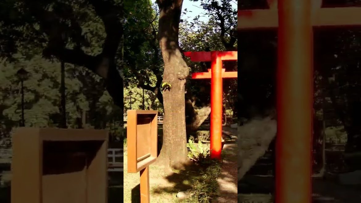 4K Japanese garden on sunny Saturday morning with music for daily energizing meditation practice.