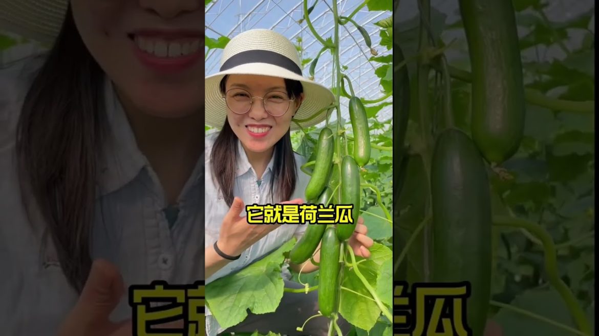 how to growth vegetable /gardening ideas for home