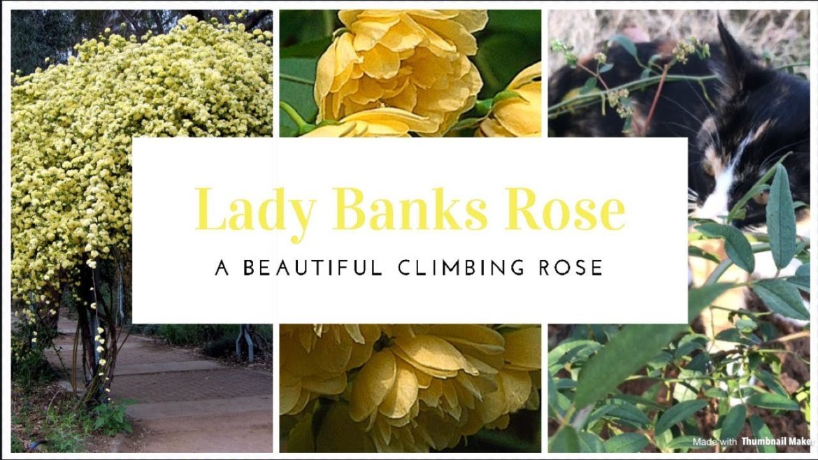 How To Plant A Lady Banks Climbing Rose 💚 Gardening Tips