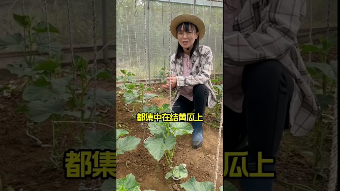 how to growth vegetable /gardening ideas for home