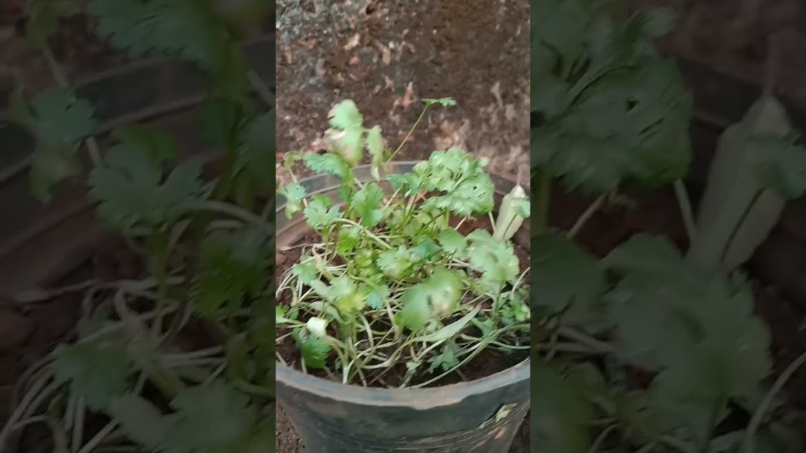 this update of my terrace gardening🌺🏡🌺🏡🌺