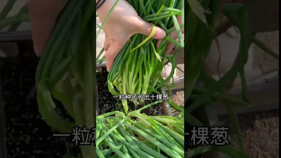 how to growth vegetable /gardening ideas for home