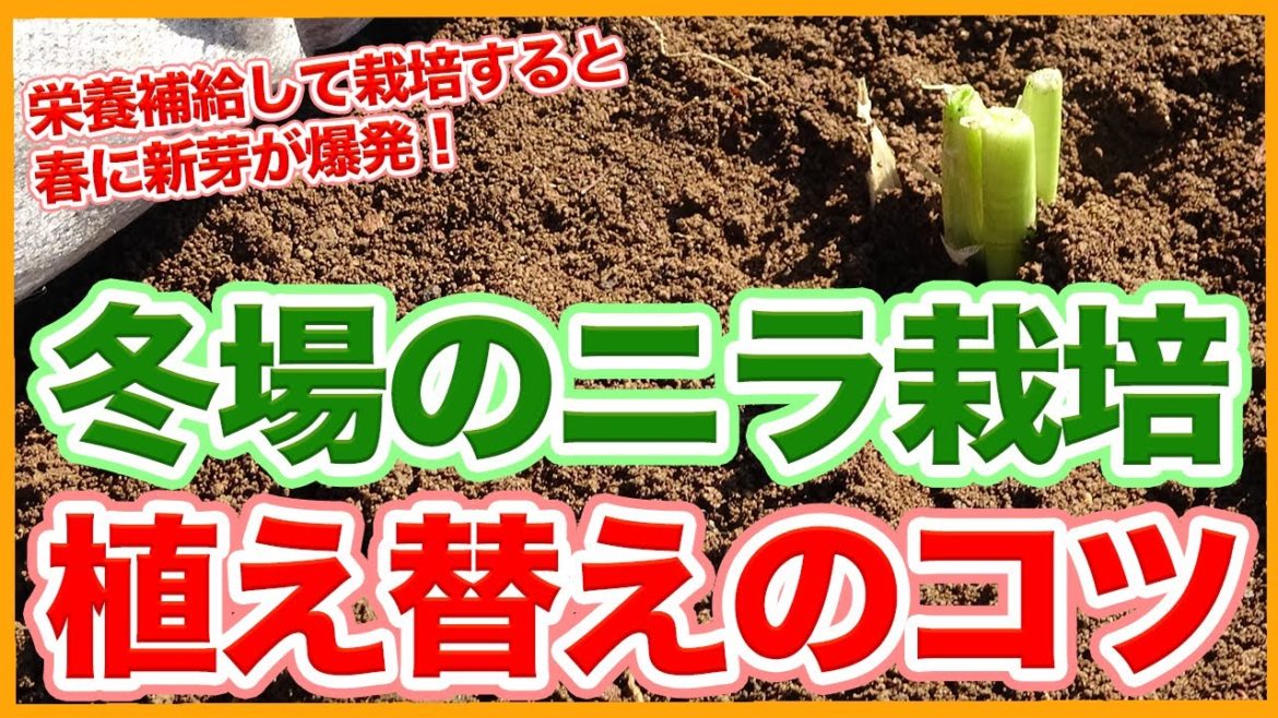 家庭菜園や農園のニラ栽培は冬に植え替え！栄養補給した土壌にニラを移植栽培すると春に新芽が爆発！【農家直伝】/Chive cultivation tips from a Japanese farmer.