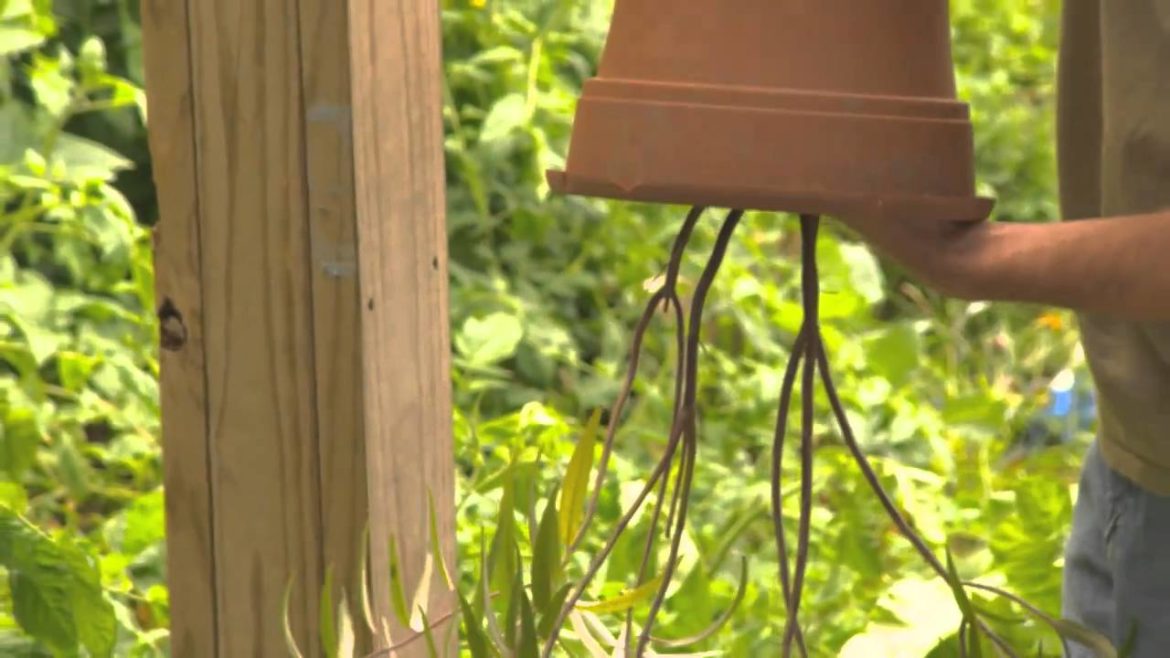 Container Gardening Tips