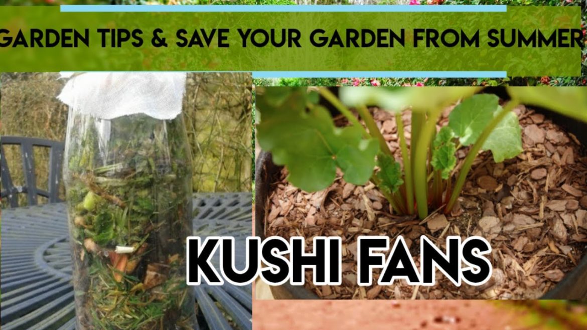 Garden tips & save your plants from summer 🌄🌄🌄🌄🌞🌞🌞🌞🌞