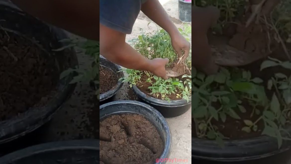 Method Two: Preparing Soil For Abundant Tomatoes & Vegetables | #short #shorts #diy Method Two: Preparing Soil For Abundant Tomatoes & Vegetables | #short #shorts #diy