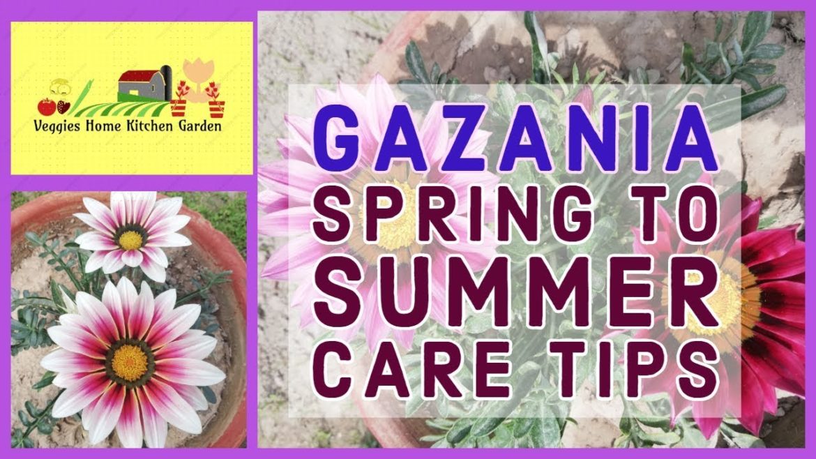 #Gazania  Tons of Flowers in Spring with tips at Asim Rooftop Garden #Gazania  Tons of Flowers in Spring with tips at Asim Rooftop Garden