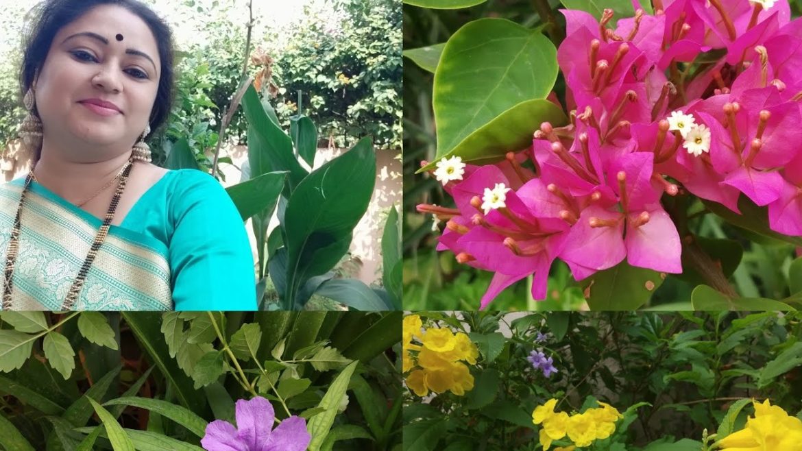 How to care summer evergreen plants during winter season #gardening