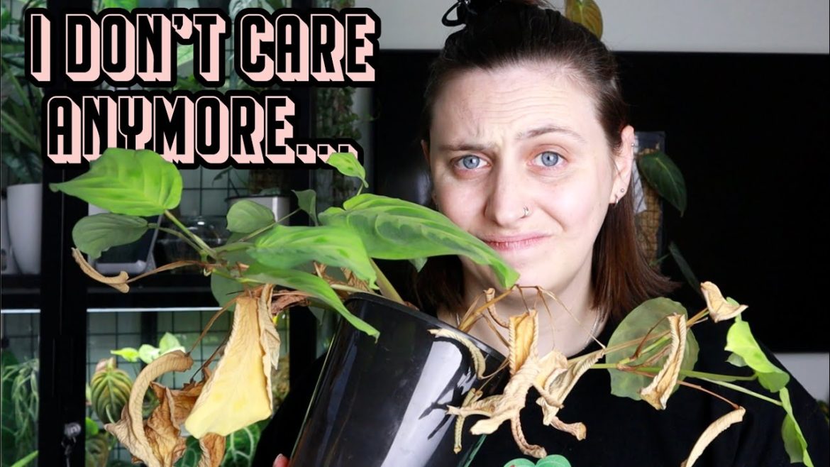 Plants I'm Struggling With π³πͺ΄ Plantmas Day 21 Plants I'm Struggling With π³πͺ΄ Plantmas Day 21