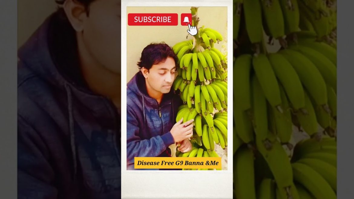 #Shorts#Gardening Tips & Techniques at Home#Garden Ideas Care & Grow Banana(kela)-Harvest at Home