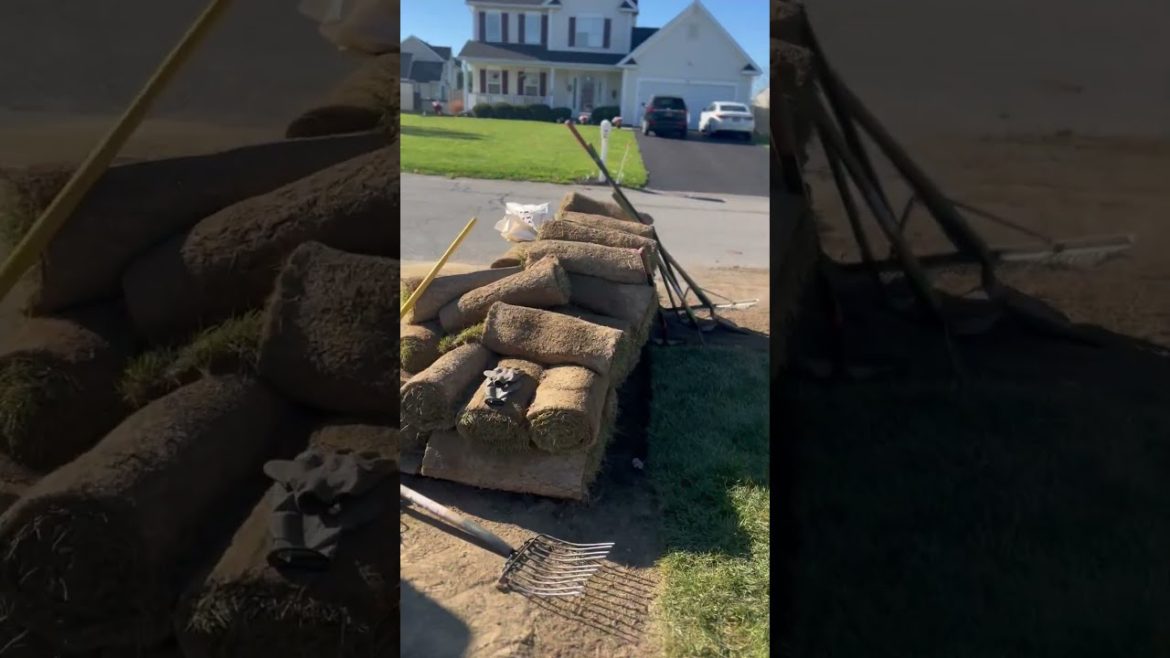 Sod installation working progress