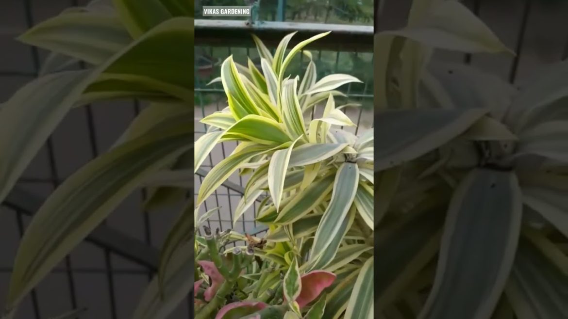 Song Of India Plant Care  | Dracaena Reflexa | Vikas Gardening | #shorts #songofindia