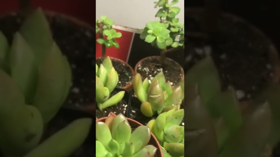 #succulents #shortvideo #garden #indoor #trending #tiktok #gardentastic #viral #shorts