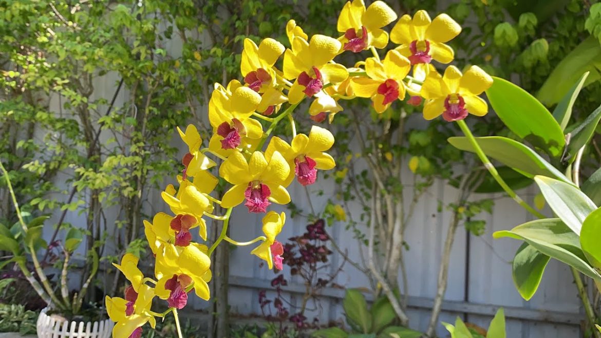 Beautiful Fern and orchid hanging basket Beautiful Fern and orchid hanging basket