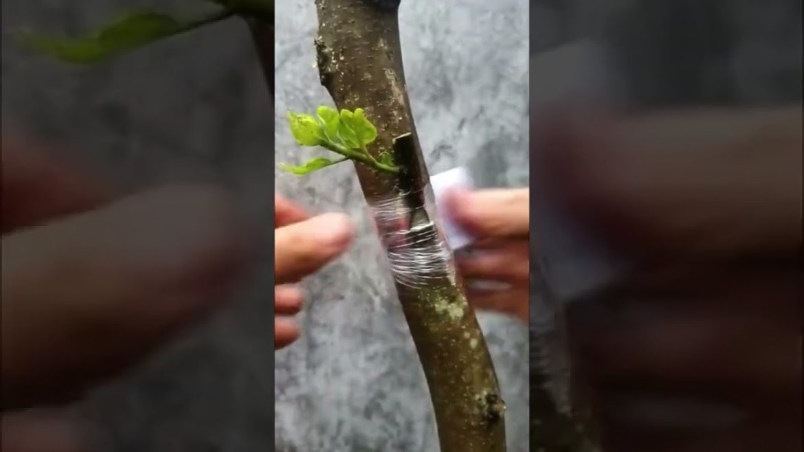 Grafting tip for gardener