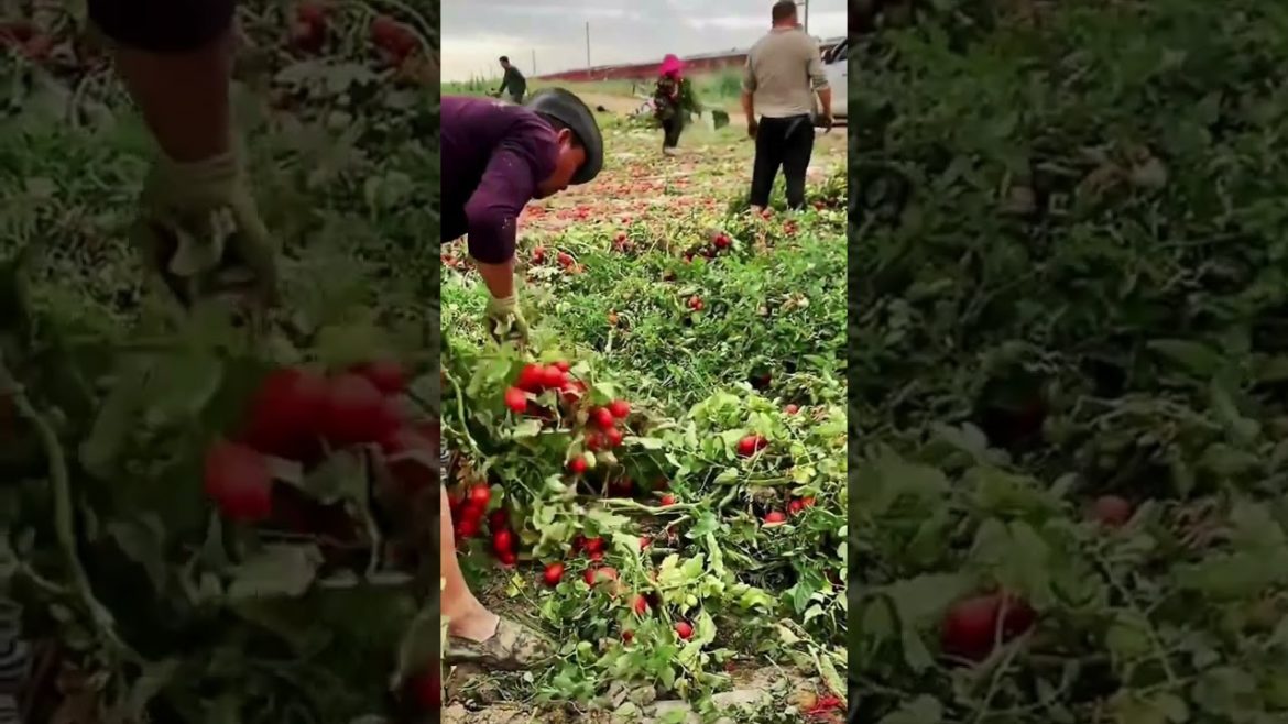 Lover agriculture, rural areas and poverty alleviation #shorts Lover agriculture, rural areas and poverty alleviation #shorts