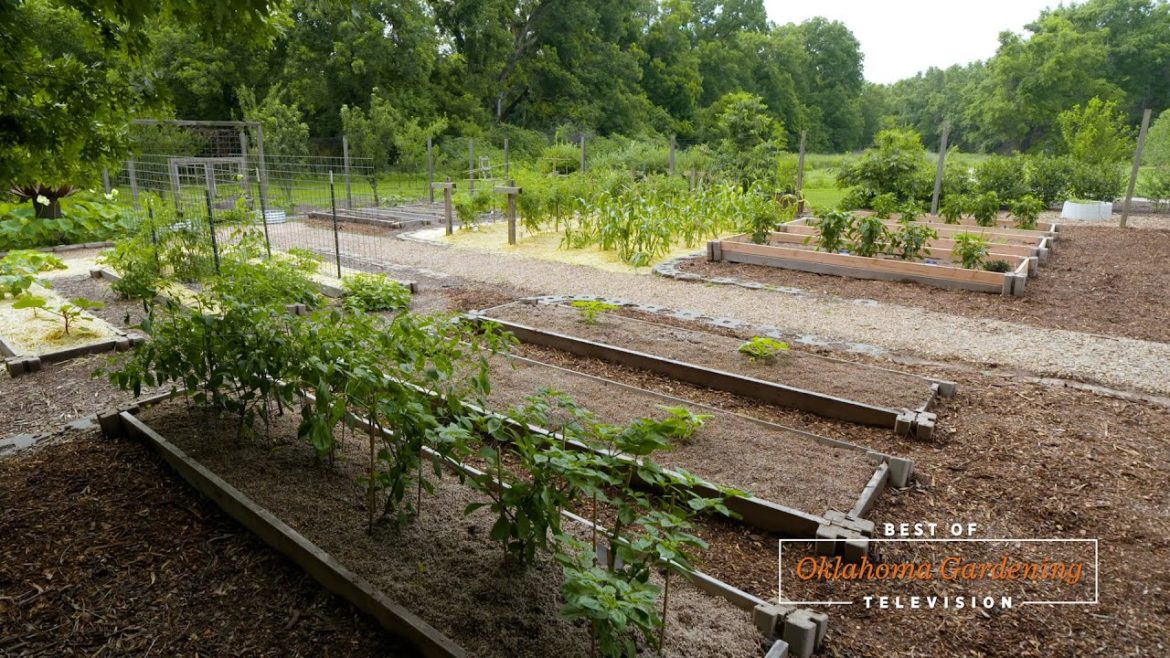 Vegetables and All-America Selections on the Best of Oklahoma Gardening #4829 Vegetables and All-America Selections on the Best of Oklahoma Gardening #4829