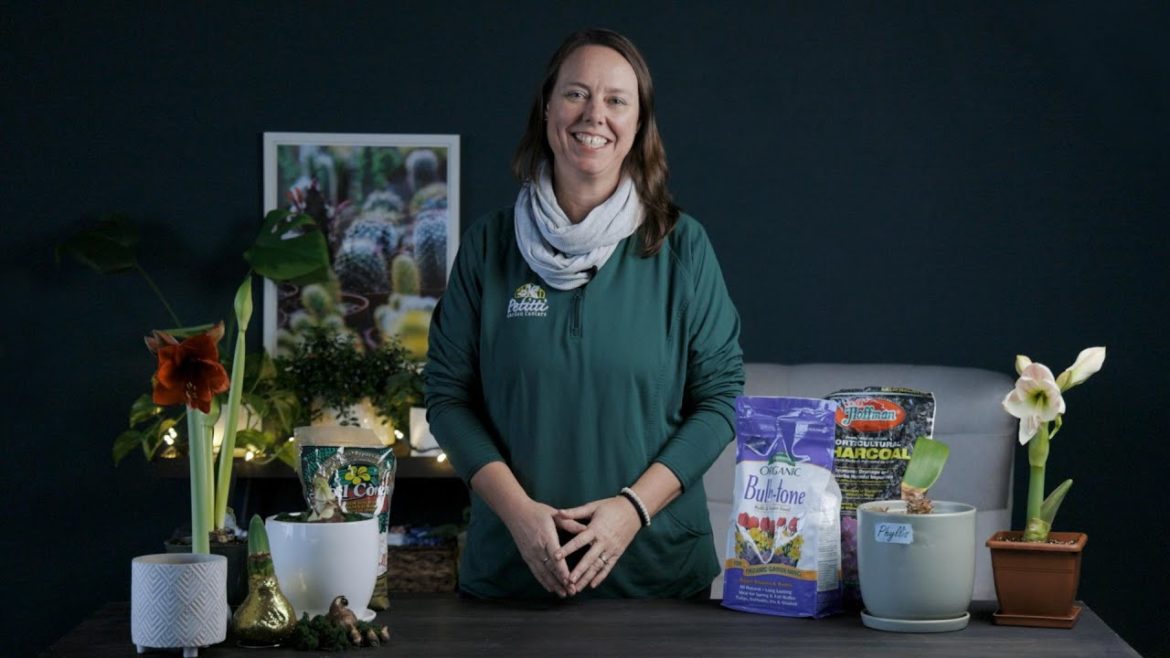 PETITTI Amaryllis Spotlight | How to Plant, Grow & Care for Amaryllis