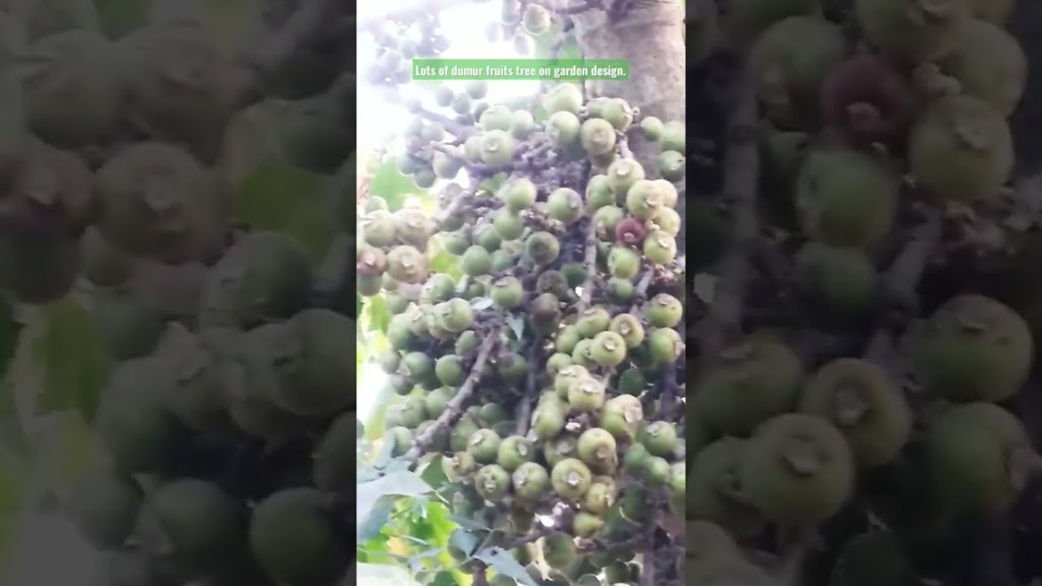 Lots of Fig fruits tree on garden design. #shorts #shortsvideo #viralvideo #shortsvideo #viral .