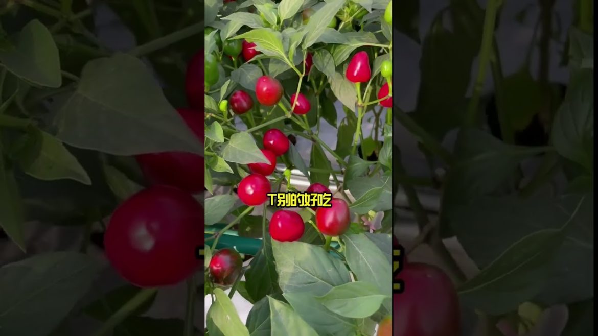 how to growth vegetable /gardening ideas for home how to growth vegetable /gardening ideas for home