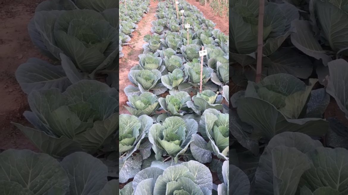 cabbage plantation at home