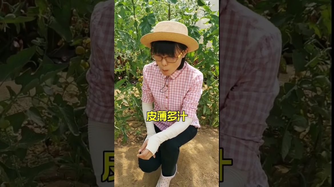 how to growth vegetable /gardening ideas for home how to growth vegetable /gardening ideas for home