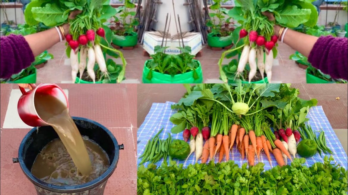 Magical Organic Mixed Liquid Fertilizer For Plants/Preparation Of Most Powerful Organic Fertilizer