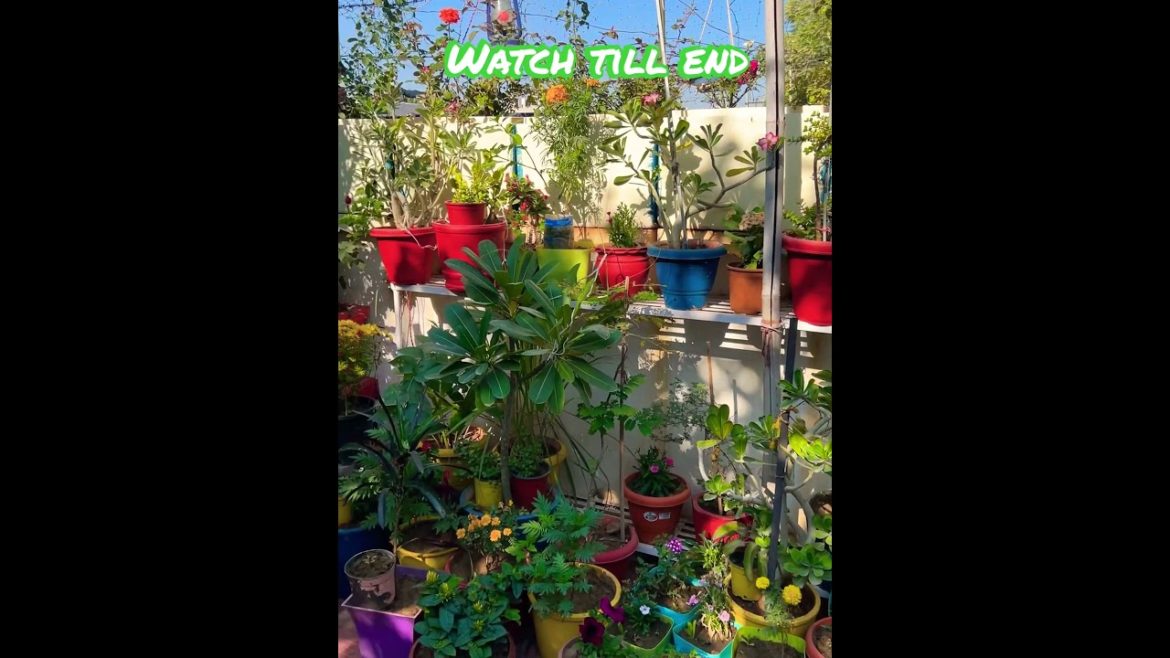 Trending shorts #trending #shorts #shortsfeed #nature @souravjoshivlogs7028 @Ajju0008YT