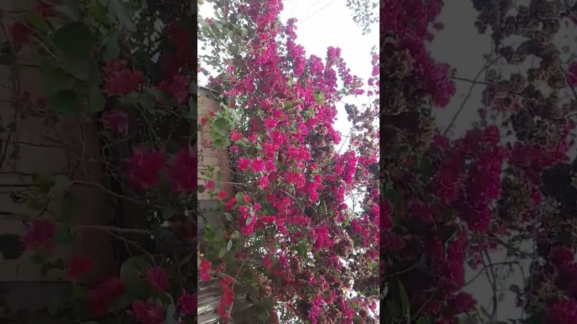 beautiful good morning, Bougainvillea #shorts #youtubeshorts #flowers #trendingshorts #naturelover