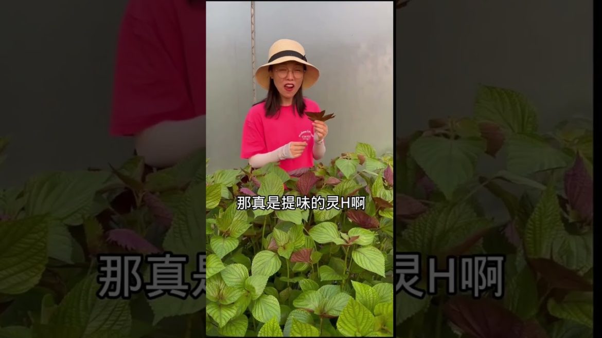 how to growth vegetable /gardening ideas for home