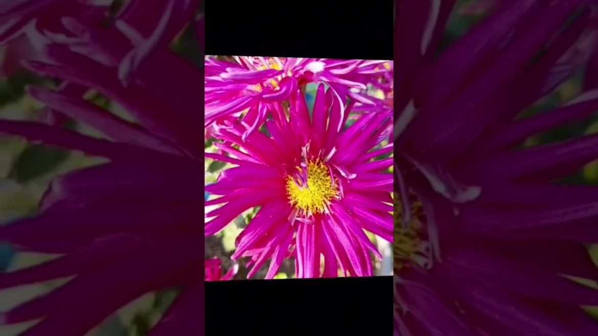 winter flower #gardening #terracegarden #gardeningtips #tips #gardeninspiration #flowers