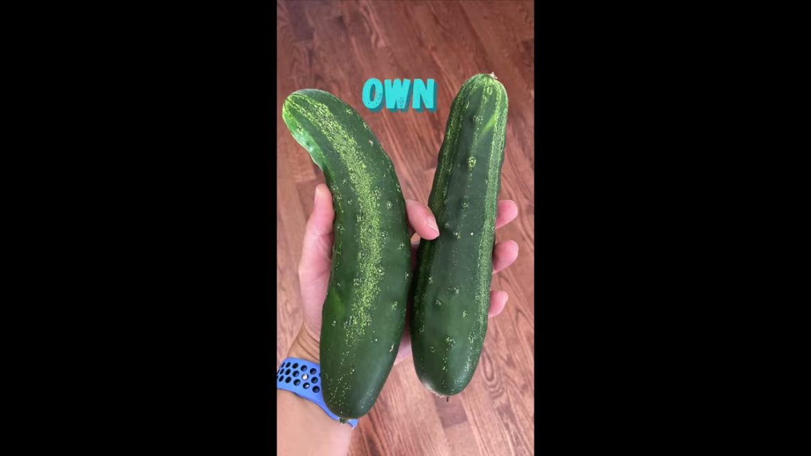 Backyard Garden Harvest | So Much Free Food | #shorts Backyard Garden Harvest | So Much Free Food | #shorts