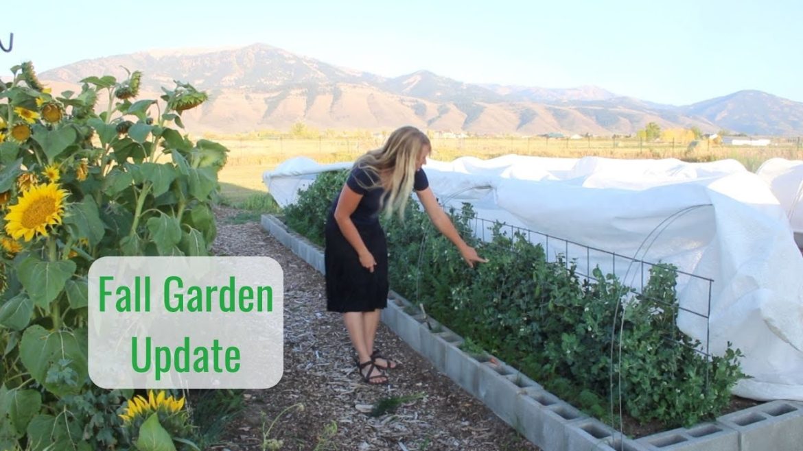 2021 Fall Garden Update and Harvest Prospects, Plans for Next Year 2021 Fall Garden Update and Harvest Prospects, Plans for Next Year